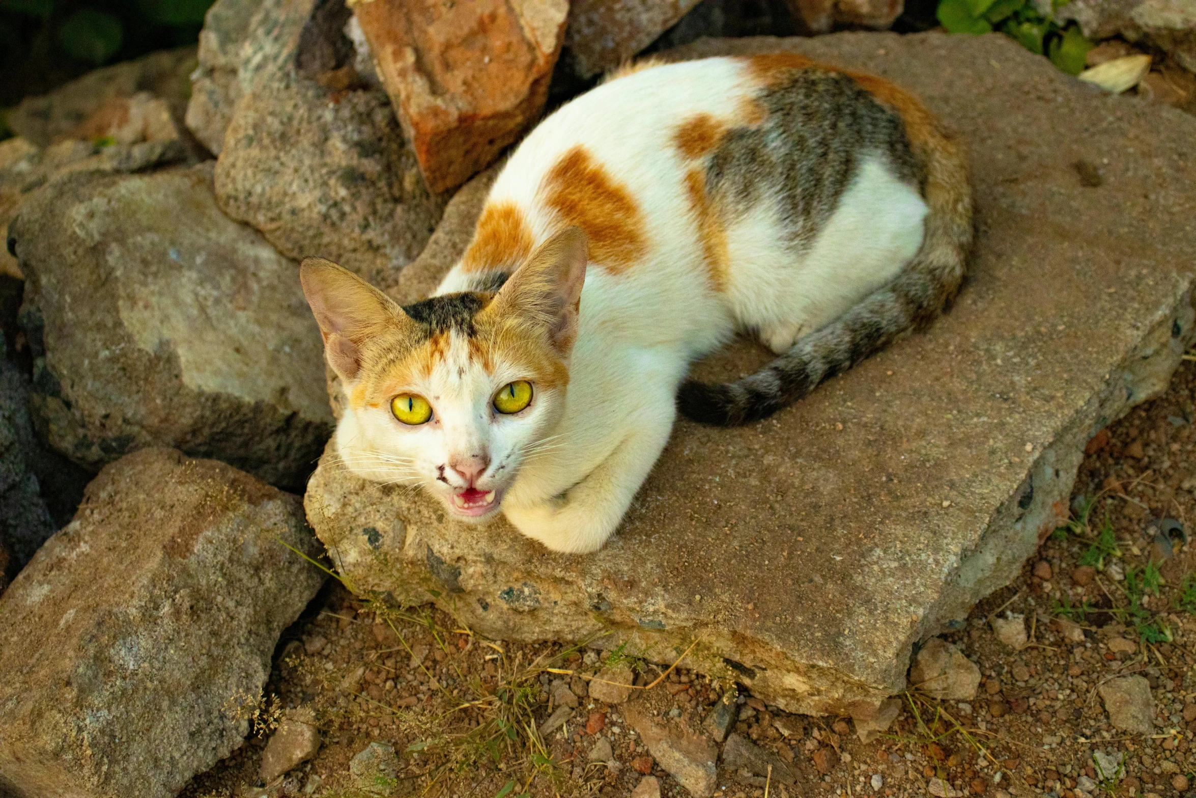 a white cat with brown markings on rocks