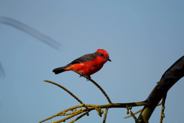 a red black and gray bird on a tree nch