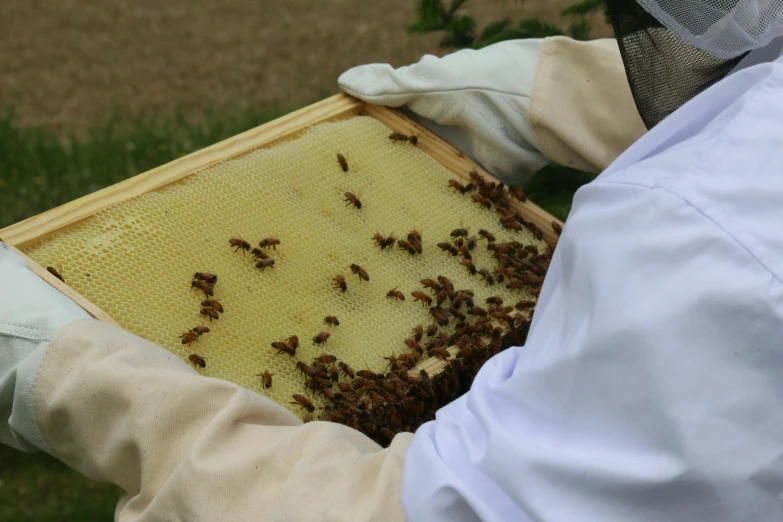 a person wearing gloves and protective gear holding a wooden frame with bees