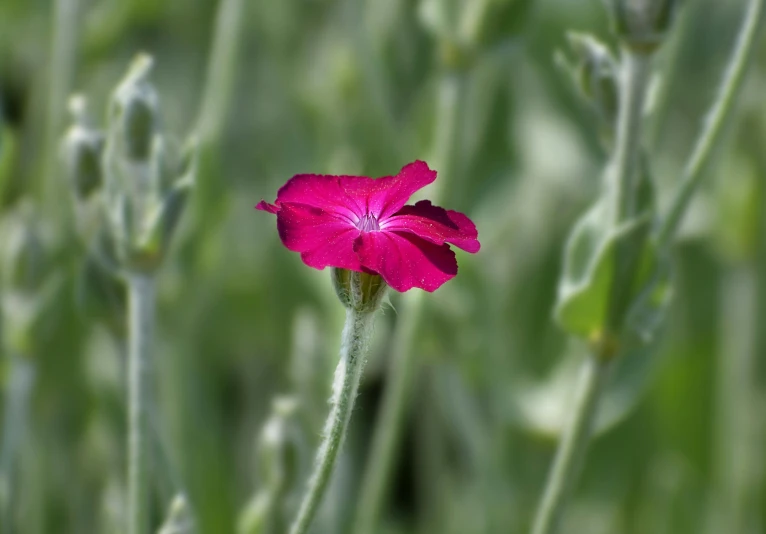 a single pink flower with lots of green leaves behind it
