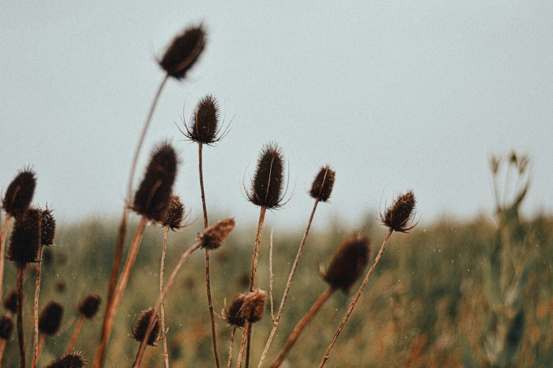 a bunch of grass in front of a field