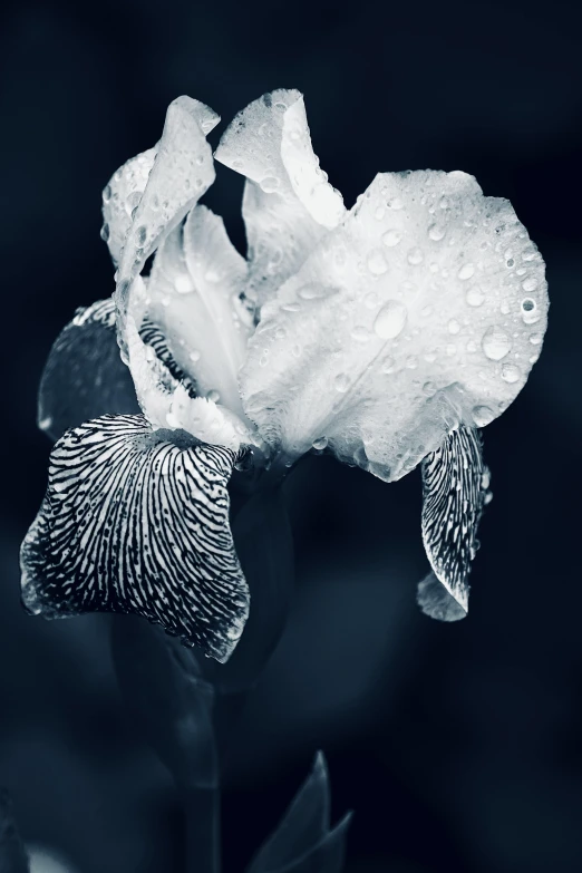 an elegant flower with dew drops on it