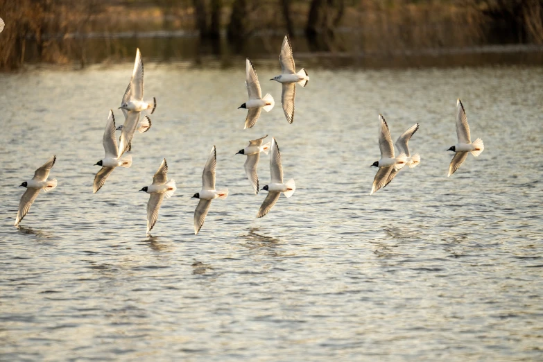 there are many birds flying in the air over the water