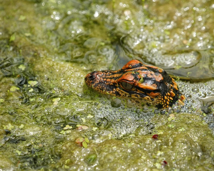 a toad is crawling through some algae