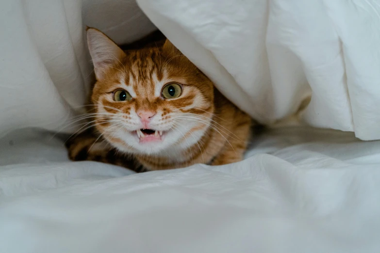 a cat that is laying down on a white blanket