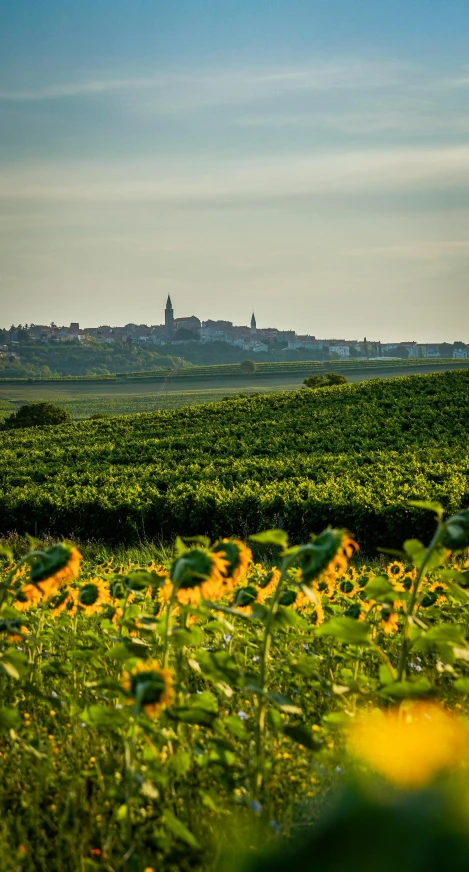 sunflower field with skyline in the background