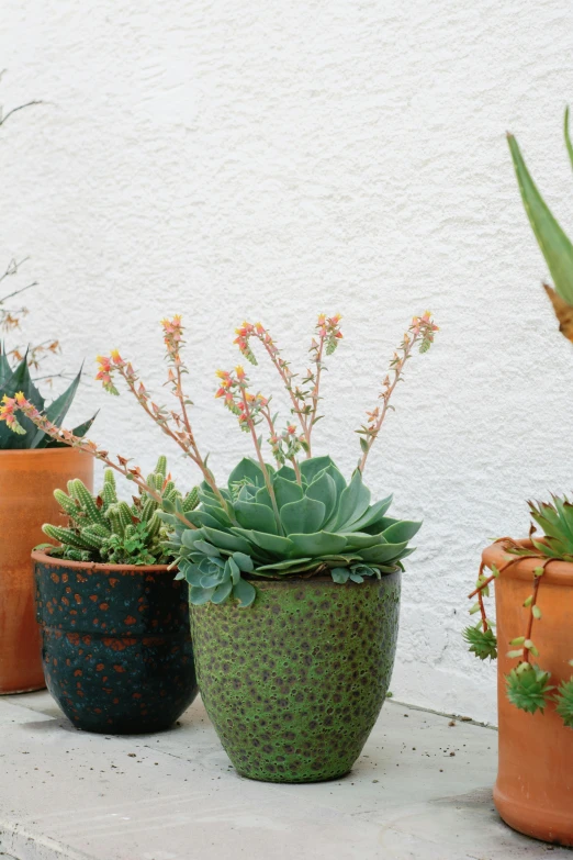 a group of plants are lined up on a cement ledge