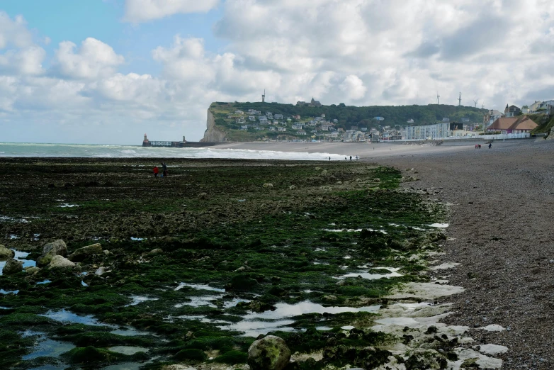 the beach is covered in algae and rocks