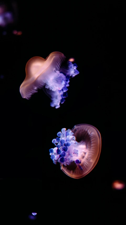 three jelly fish floating in the dark water
