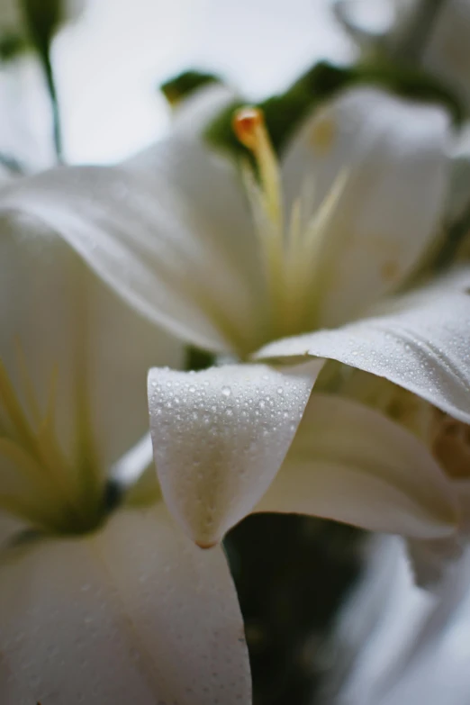 some very pretty flowers with water droplets on them