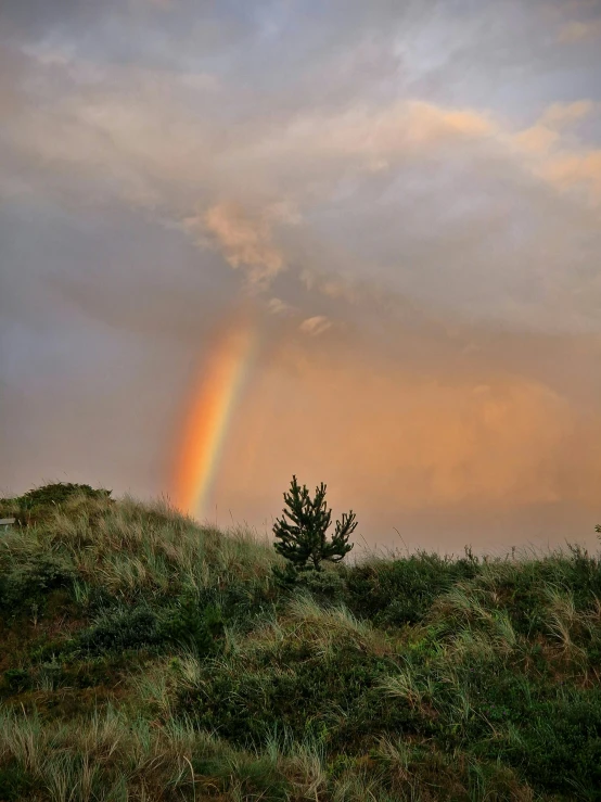 rainbow on cloudless sky with little trees at foreground