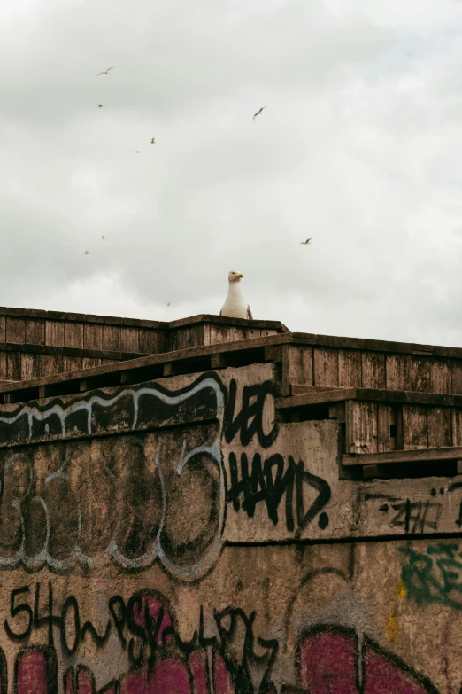 a graffiti covered wall with a seagull sitting on top of it