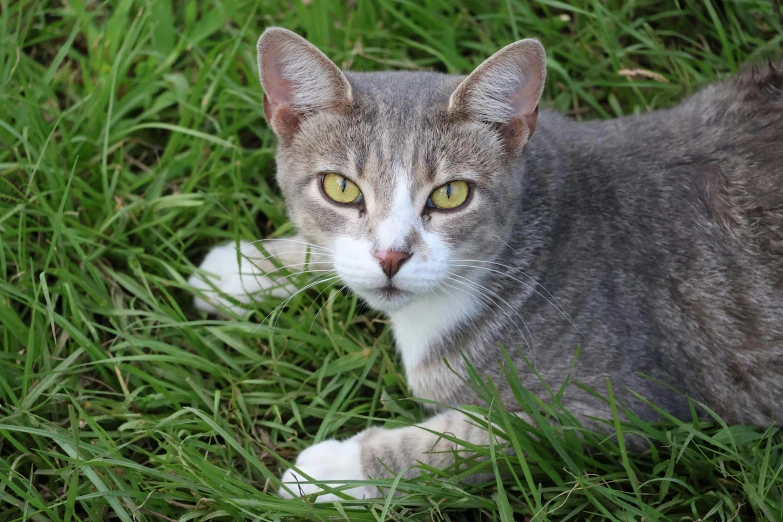 grey and white cat sitting in the grass looking intently