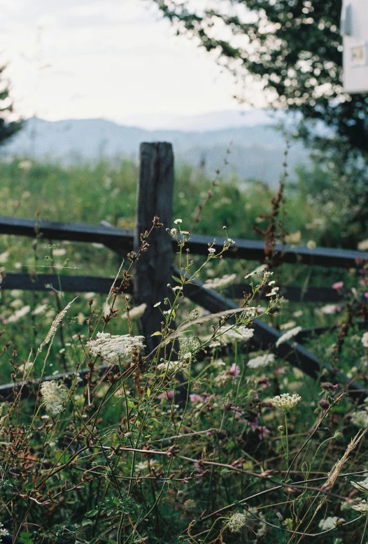 a field that has weeds growing on the grass