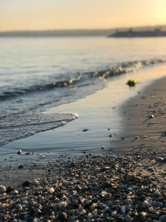 some shells are on the sand near the water