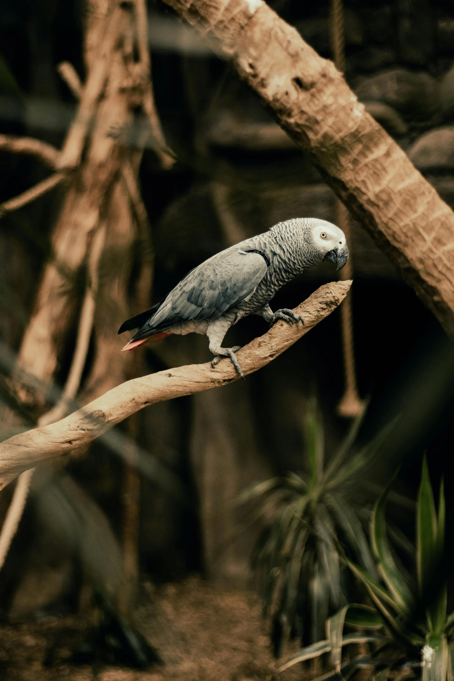 a grey parrot perched on a tree nch