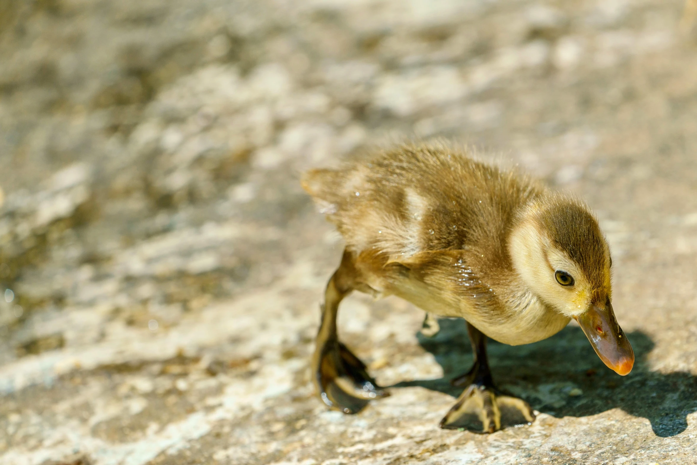 a bird that is walking around on some dirt