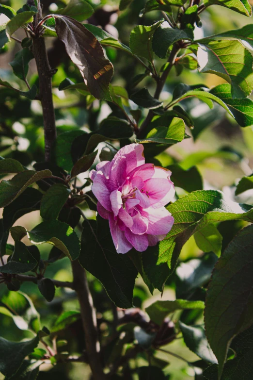 the pink flower is in bloom on the tree