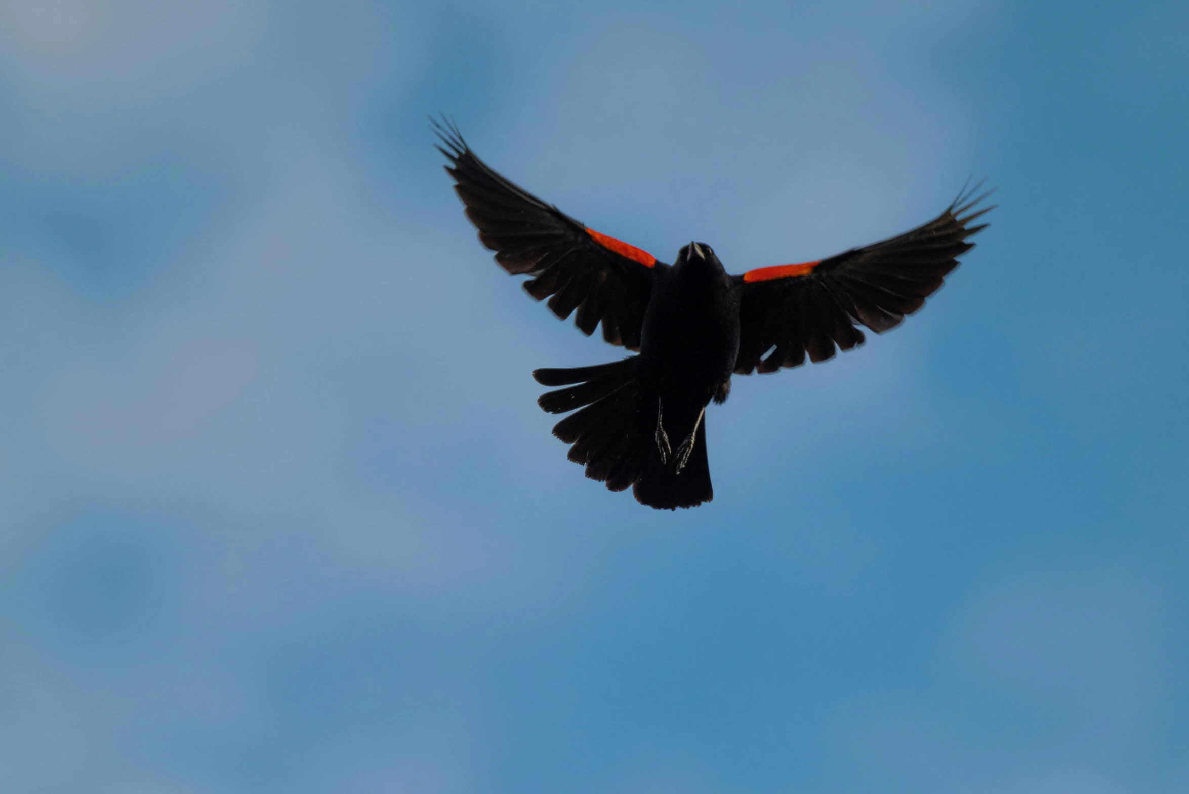 the bird is black and red with white wings