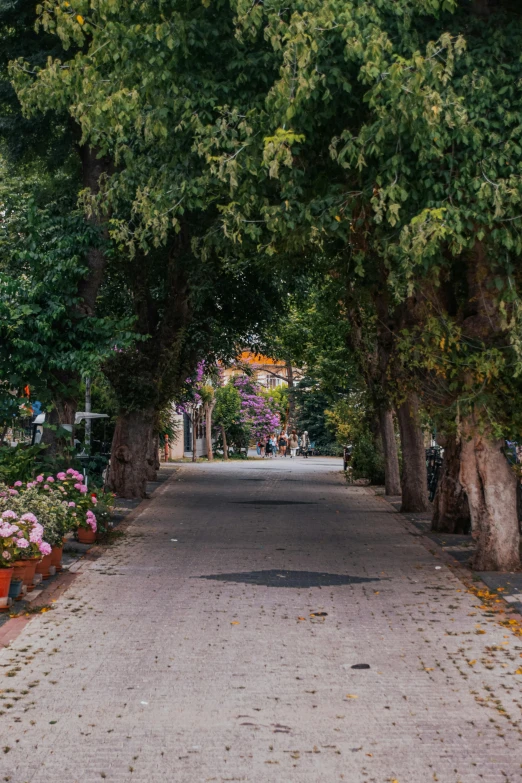 a large tree has been placed over the street