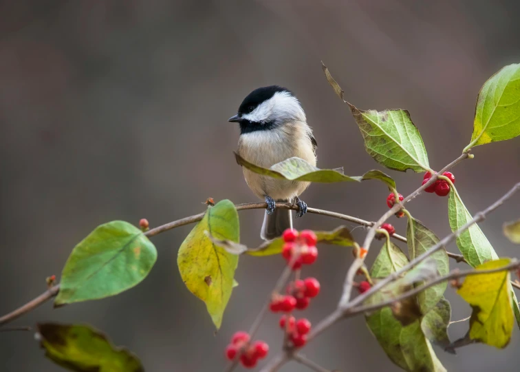 a small bird is perched on a nch