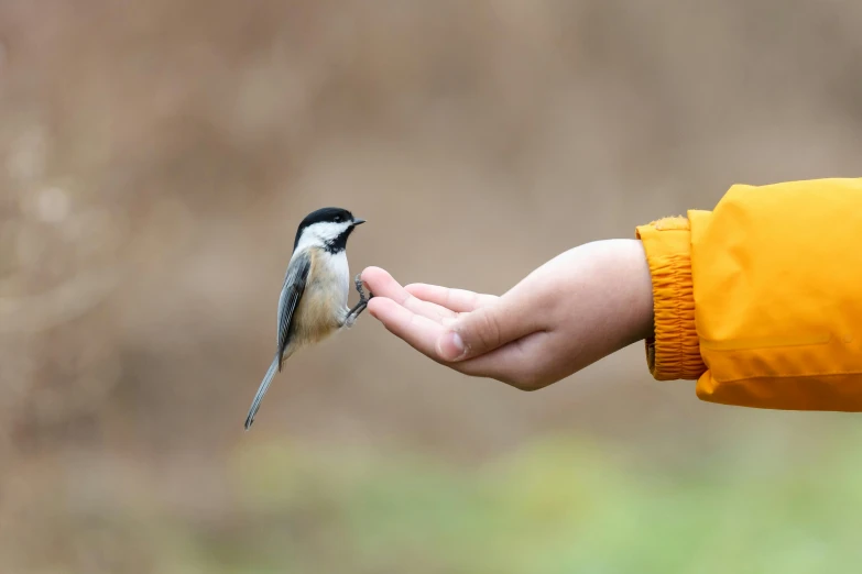 a hand holding onto a bird that is sitting on it's thumb