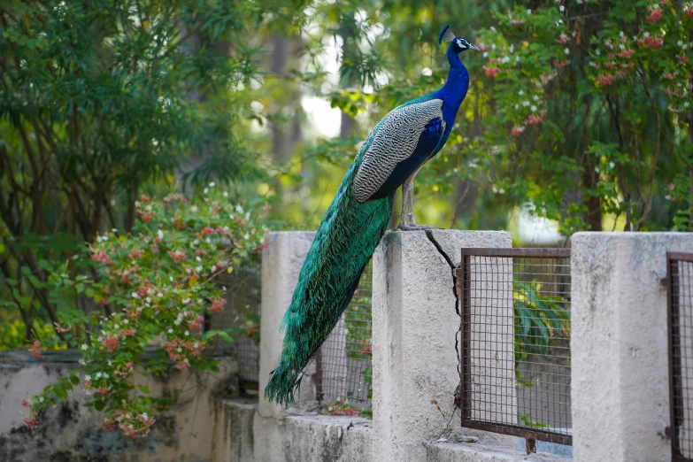 a peacock is sitting on the edge of a fence