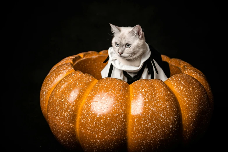 a cat is wearing an apron inside of a pumpkin