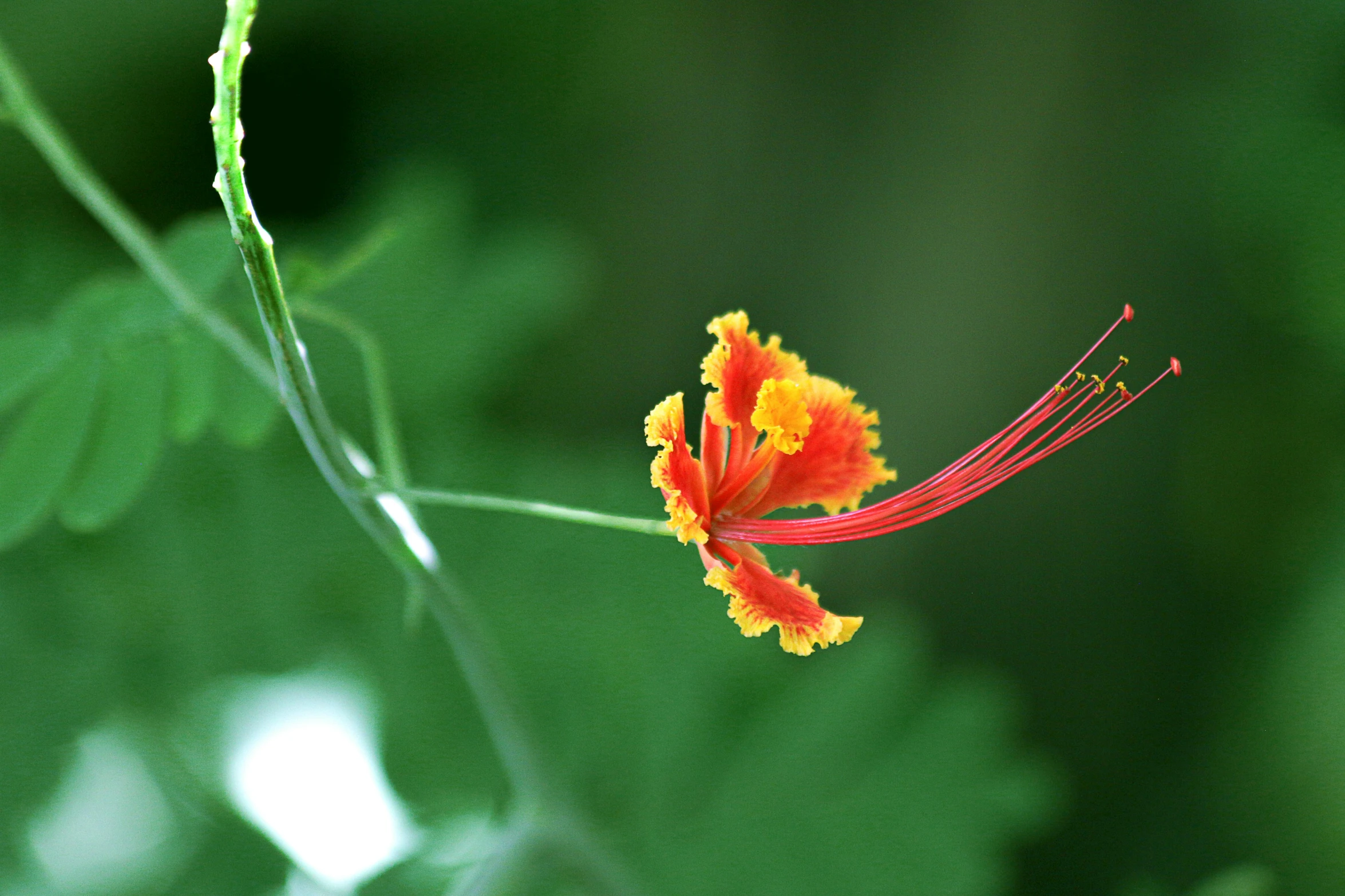 a flower that is sitting on some grass