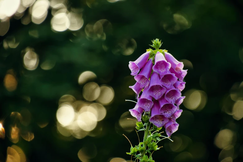 purple flowers with water drops hanging from them