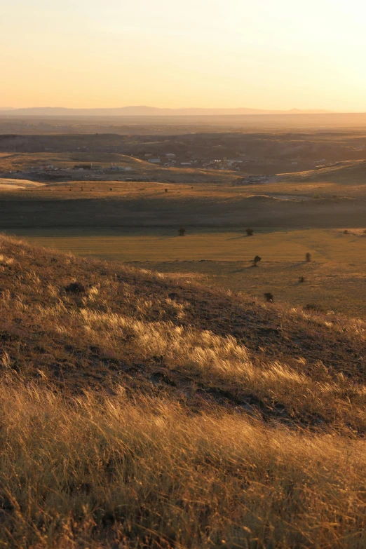 sheep graze on a mountain field at sunset