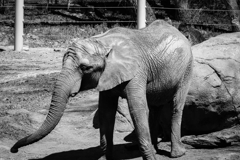 a black and white picture of an elephant in captivity