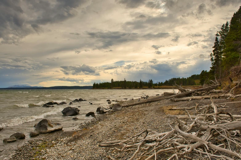 a beach with rocks, fallen tree limbs and water in the background