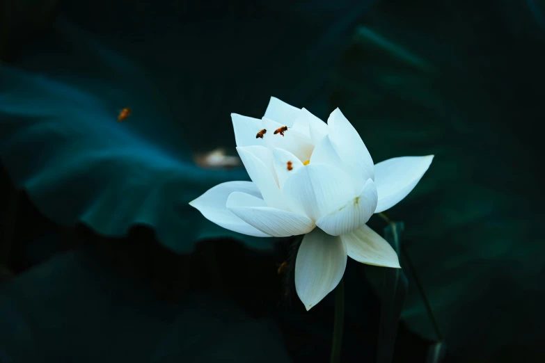 there is a white flower growing in the middle of a lake