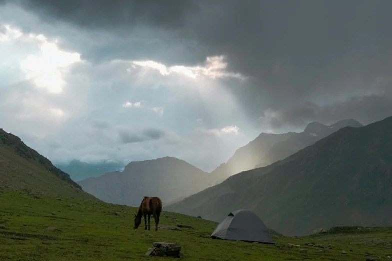 a horse grazes in a field in the mountains