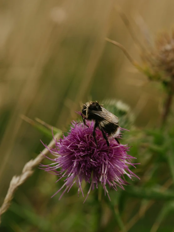 a bee is gathering pollen on the top of this thistle flower