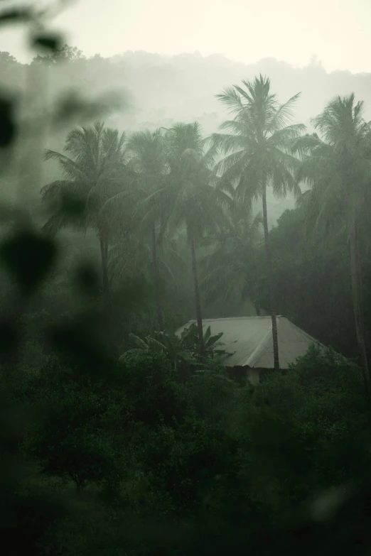 tropical landscape with palm trees on rainy day