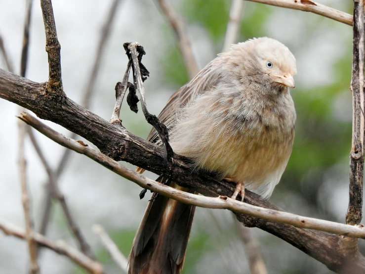 a small bird perched on the nch of a tree