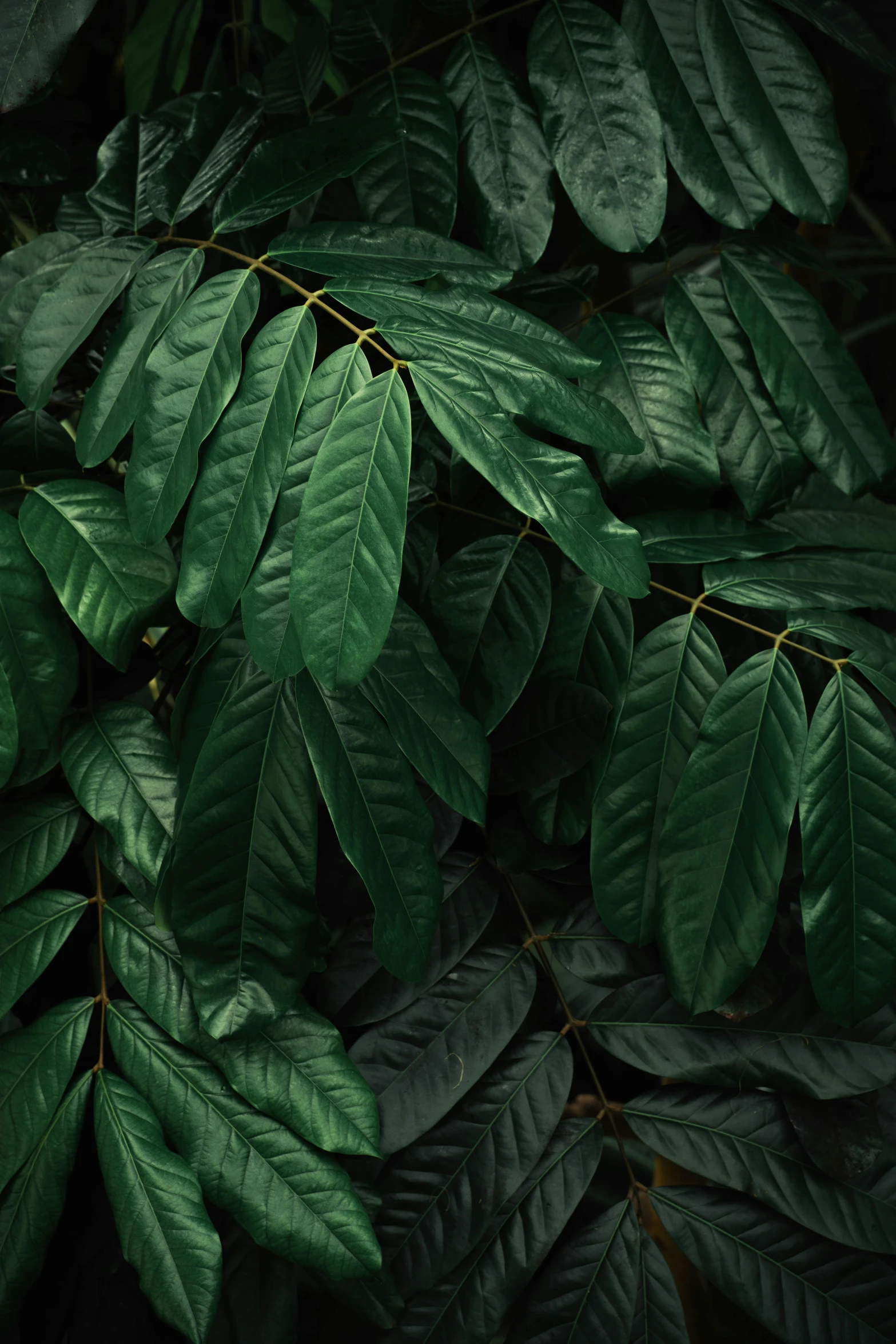 a close up of a tree with lots of leaves