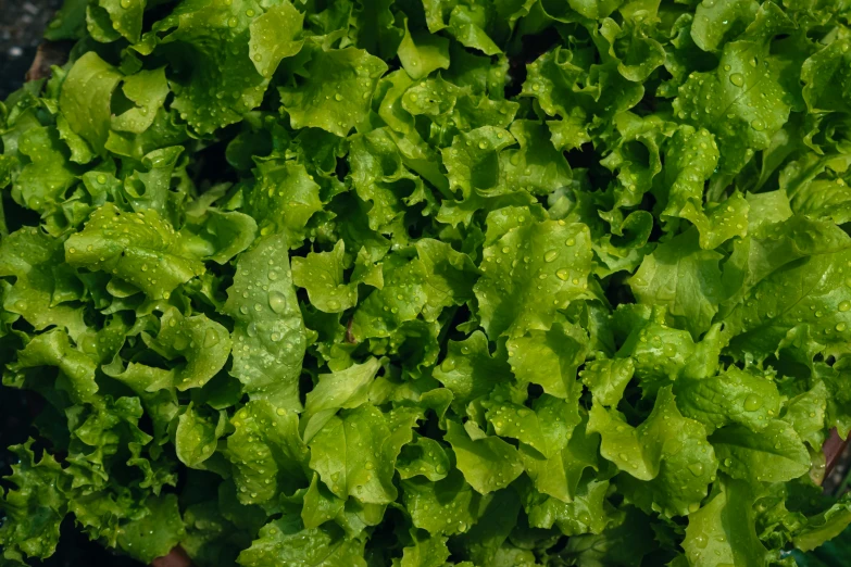several green leafy vegetables are stacked together