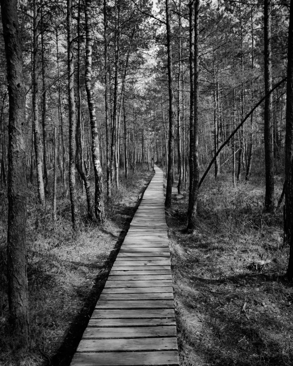 a black and white po of a boardwalk in a forest