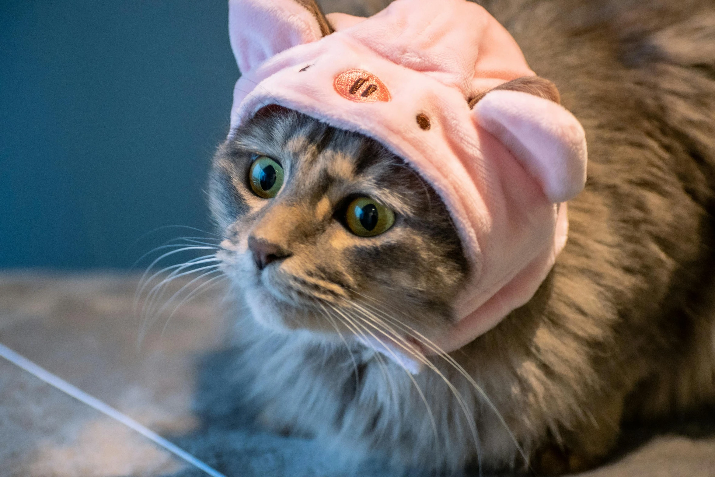 a cat in a pink costume with ears on it