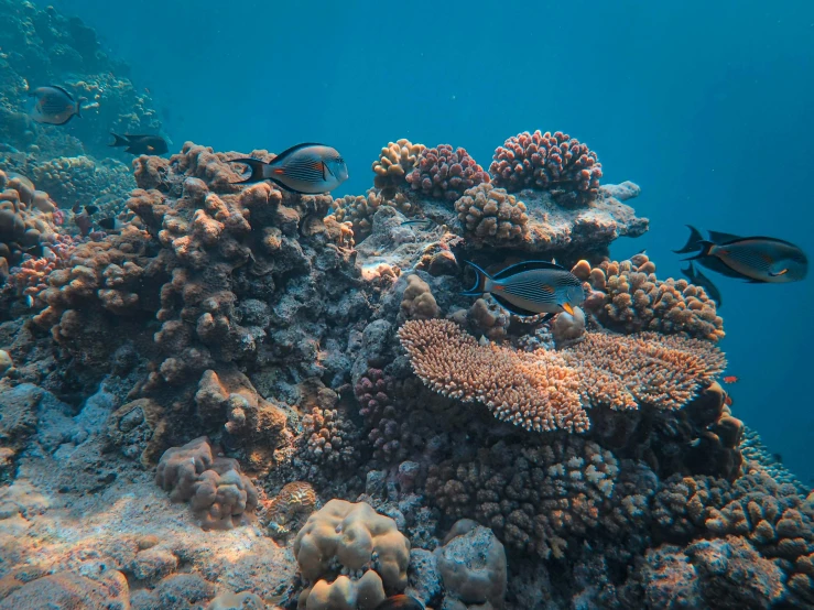 a group of fish swimming near corals and other water life