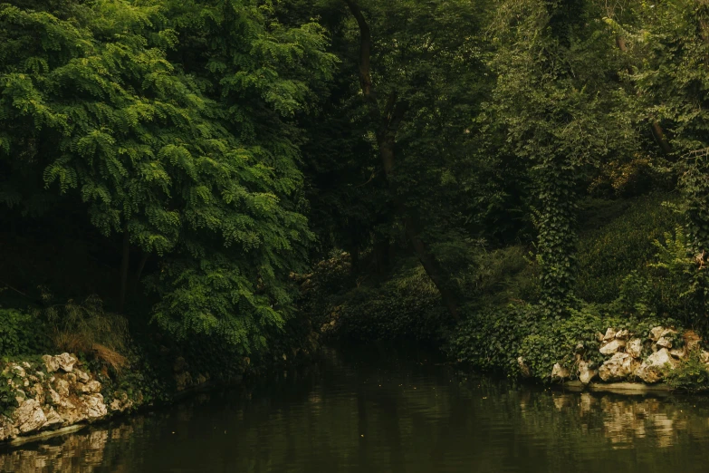 a body of water that is surrounded by trees