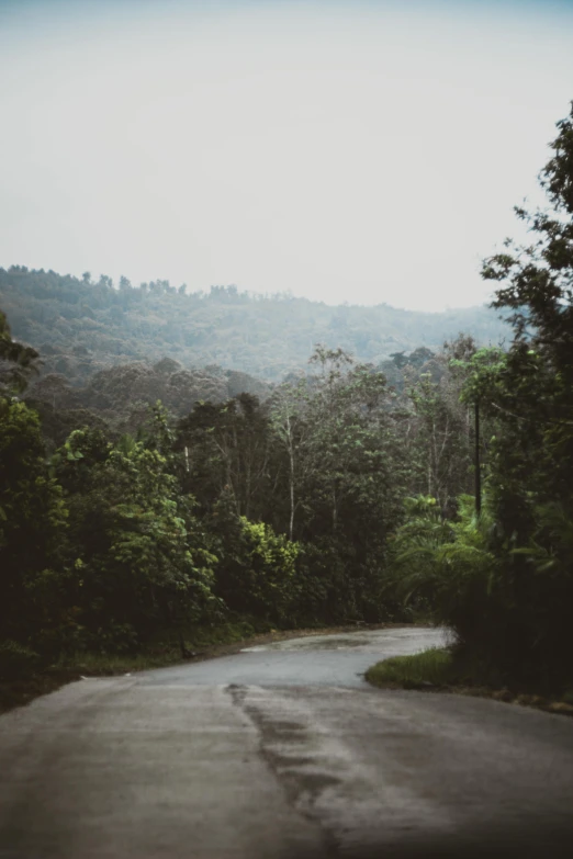 an empty road is surrounded by many trees