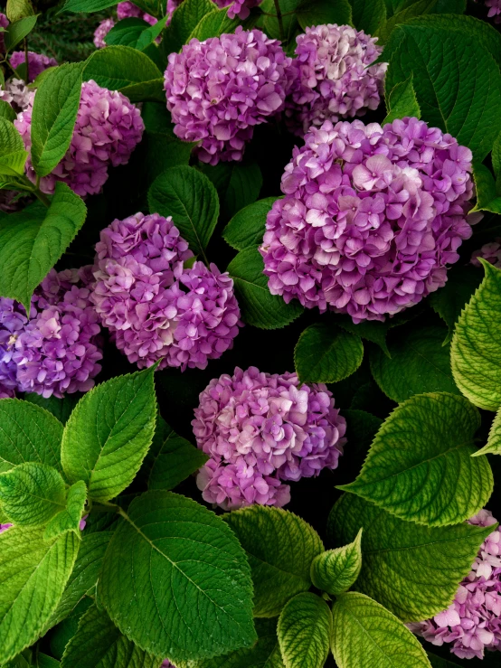 purple and green flowers with many green leaves