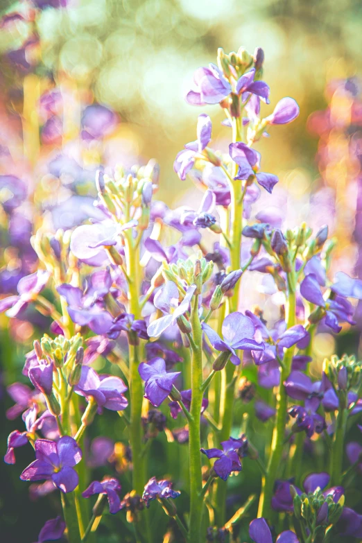 purple flowered plants in the sun, on green stems