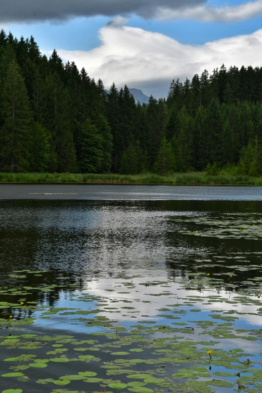 a lake with a bunch of trees on the bank