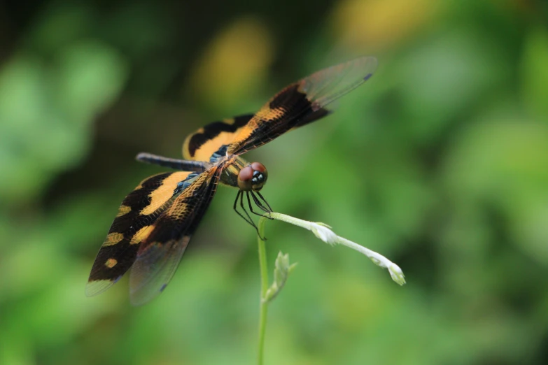 there is a small brown and black dragonfly that is sitting on top of a flower