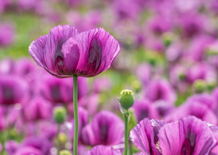 a field full of purple flowers with a light green stem